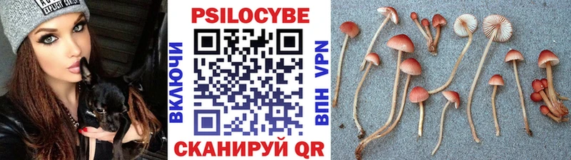 Псилоцибиновые грибы Cubensis  Ликино-Дулёво 